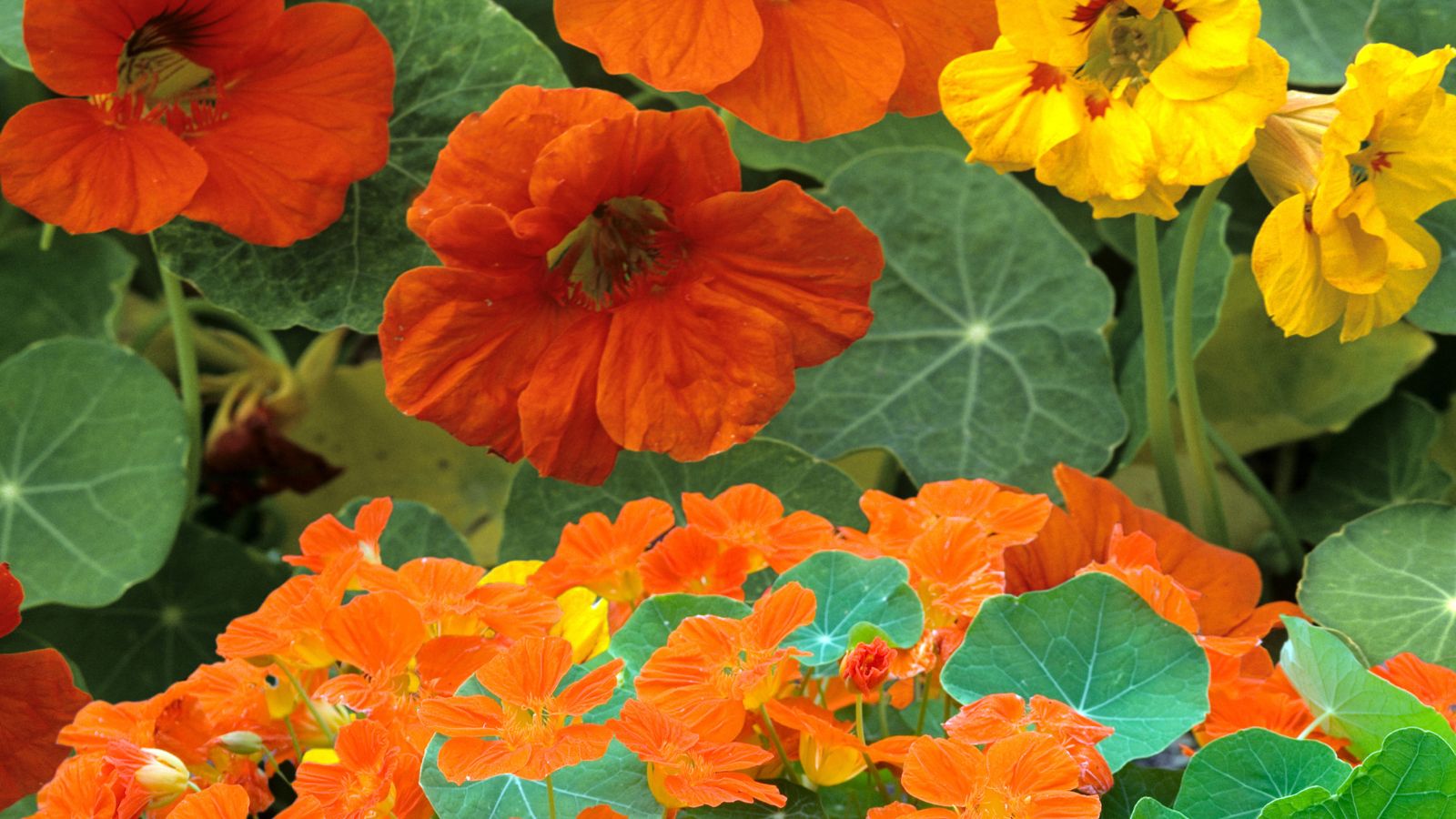 Tropaeolum majus - kvetoucí barevné květy